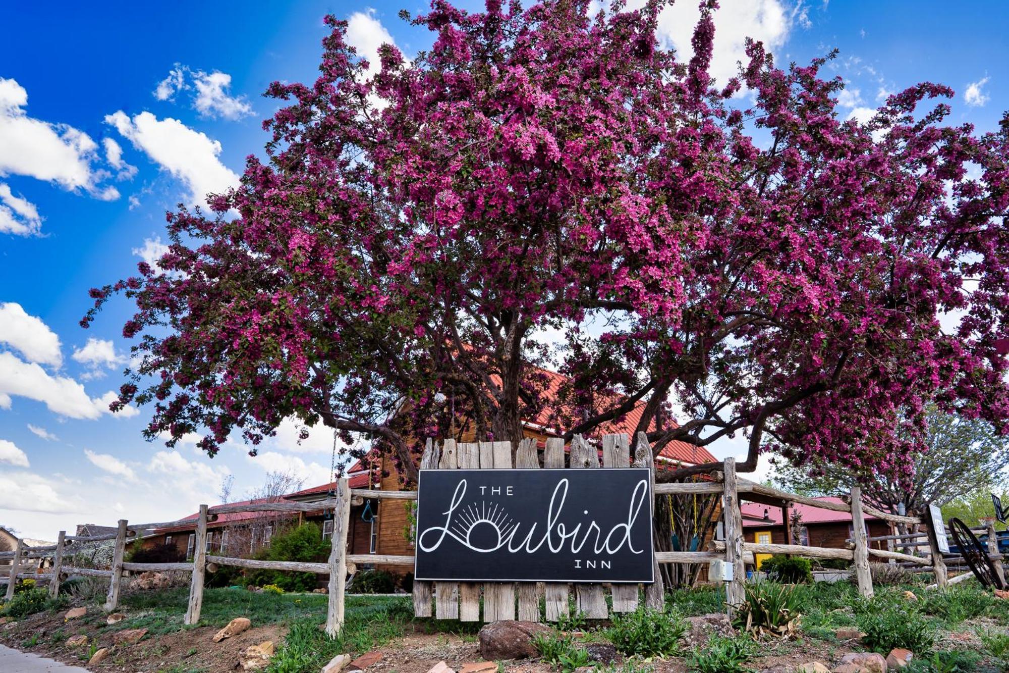The Loubird Inn Escalante Esterno foto